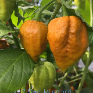 7 Pot Mustard